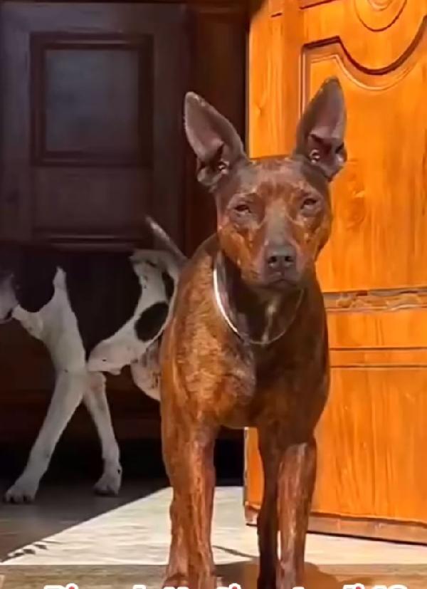 4anni tigratino kg12 mix pinscher SOS CASA CASERTA  Foto 2
